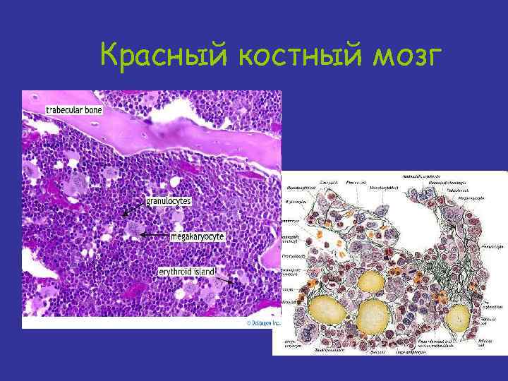 Кристальный костный мозг геншин. Красный костный мозг Геншин. Костный мозг Геншин карта. Структурные компоненты красного костного мозга. Красный костный мозг препарат.